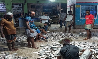 ইলিশের পাইকারিতে দাম  কমলেও খুচরায় চড়া