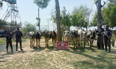 সীমান্তে বিজিবির অভিযানে ১০ ভারতীয় গরু জব্দ
