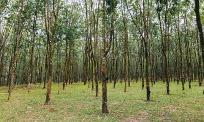 পিকনিক স্পট রামু রাবার বাগান