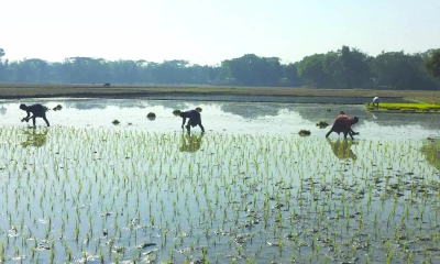 আখাউড়ায় বোরো ধান আবাদে ব্যস্ত কৃষকরা