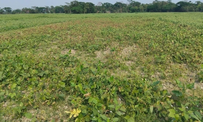 দুমকিতে মুগডালের ব্যাপক আবাদ, বাম্পার ফলনের সম্ভাবনা
