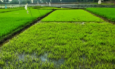 তীব্র শীত ও ঘন কুয়াশায় নষ্ট হচ্ছে বীজতলা