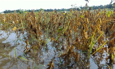 স্বপ্ন ভাঙার শঙ্কায় সয়াবিন চাষি