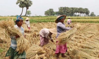 বোরো ধানে লোকসানে চাষিরা, খড়েই এখন শেষ ভরসা
