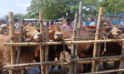 কোরবানির জন্য প্রস্তুত  ২ লাখের বেশি পশু