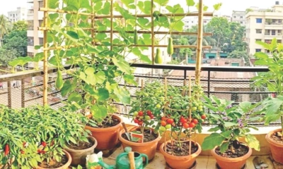 বারান্দার টবে  সবজি চাষ