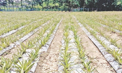 সালথায় বাণিজ্যিক আনারস চাষ