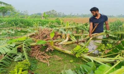 শত্রুতার বলি ৯০০ কলাগাছ  ক্ষতির মুখে দুই উদ্যোক্তা