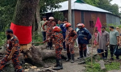 ‘অলৌকিক’ বলে আলোচিত সেই গাছ কেটে ফেলল প্রশাসন