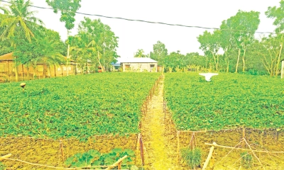 সবুজ লতায় ঝুলছে স্বপ্ন
