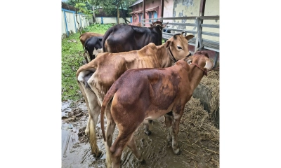 নেত্রকোনায় ১৭টি চোরাই গরু উদ্ধার, গ্রেপ্তার ১
