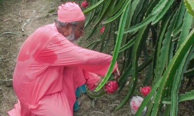 ড্রাগন চাষে বদলে যাচ্ছে কৃষকের ভাগ্য