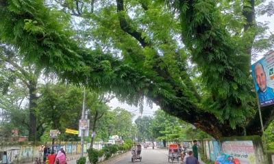 প্রাণহানি এড়াতে শতবর্ষী ৩৩টি গাছ কাটার সিদ্ধান্ত