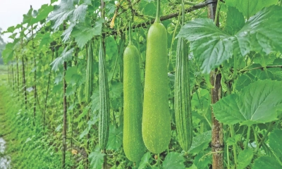 শ্রাবণ মেঘের দিনে চাষবাস