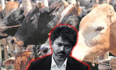 ভারতে গরু জবাইয়ে নিষেধাজ্ঞার বিরুদ্ধে সুপ্রিম কোর্টে থালাপতি
