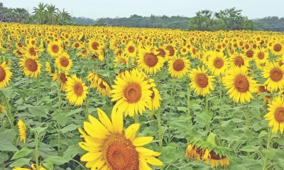 লবণাক্ত জমিতে সূর্যমুখীর বাণিজ্যিক সম্ভাবনা