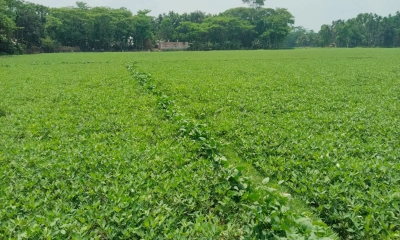 চীনাবাদামের বাম্পার ফলন  কৃষকের মুখে হাসি