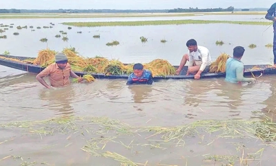 জলের তলে সোনার ফসল