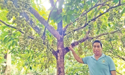 লটকনের বাম্পার ফলনেও দামে হতাশ চাষি