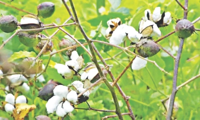 বৃষ্টির দিনে সাদা স্বপ্নের বুনন