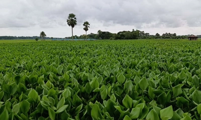দখল-দূষণে অস্তিত্ব সংকটে  আমখোলা খাল