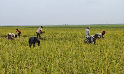 টাঙ্গুয়ার হাওরপাড়ে বোরো  ধান কর্তন শুরু