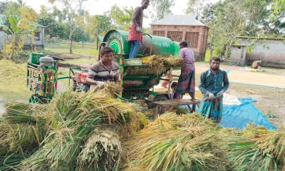 ধানের বাম্পার ফলনেও  হতাশায় কৃষকরা