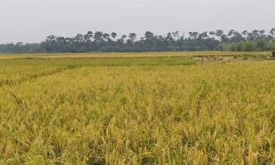 বাম্পার ফলনেও কৃষকের কপালে ভাঁজ