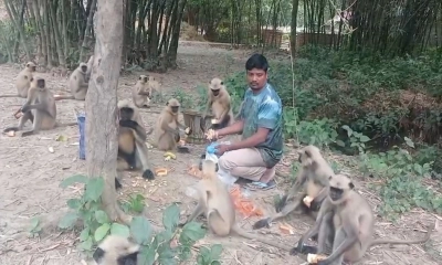 খাদ্য সংকটে বিপন্ন হনুমান