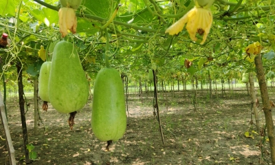 মাচা পদ্ধতিতে সবজি চাষে বিপ্লব