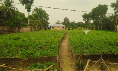 সবুজ লতায় ঝুলছে স্বপ্ন