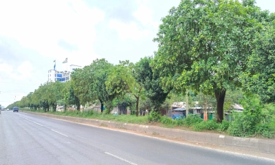গাজীপুরে মহাসড়কের সৌন্দর্যে নতুন মাত্রা যোগ করেছে হিজল গাছ