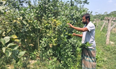 সমন্বিত বাগানে ভাগ্যবদল