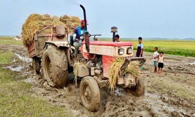 ফসল ঘরে তুলতে  পথে পথে কান্না