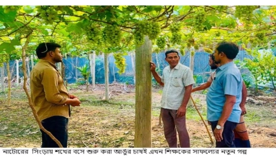 শখের আঙুর চাষে  শিক্ষকের সাফল্য