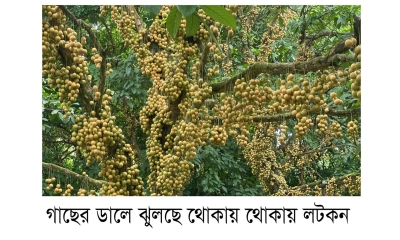 দেশের গণ্ডি পেরিয়ে নরসিংদীর  লটকন এখন বিদেশে