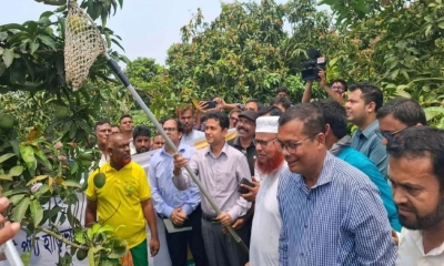 বাজারে আগেভাগেই  এলো হাড়িভাঙা আম
