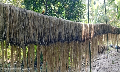 নাগরপুরে পাটের সোনালি আঁশে সাফল্যের হাতছানি