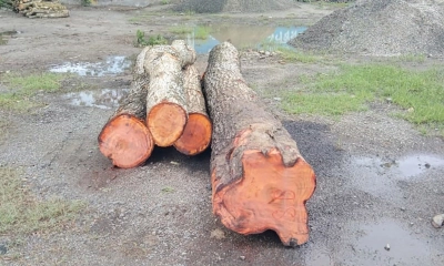 শার্শায় বন বিভাগের গাছ কেনার অজুহাতে সওজের গাছ কর্তন