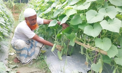 আখাউড়ায় সবজি চাষে প্রবাসীর সাফল্য