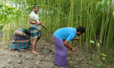 দাম থাকায় পাটে লাভের আশা কৃষকের