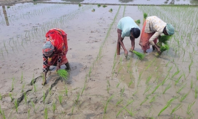 আমন রোপণে ব্যস্ত কৃষক