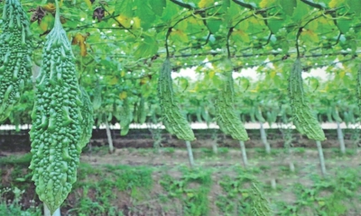 করলা চাষ পদ্ধতি