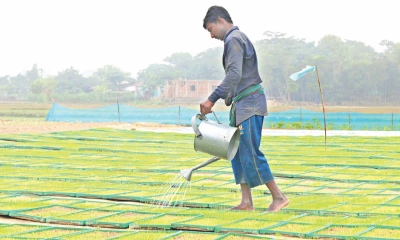 শ্রাবণের শেষে কৃষকের প্রস্তুতি