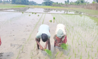 আমন রোপণে ব্যস্ত কৃষক