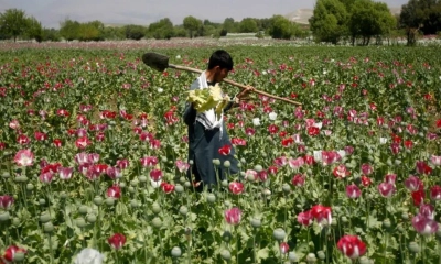 আফগানিস্তানে আফিম উৎপাদন কমেছে: জাতিসংঘ