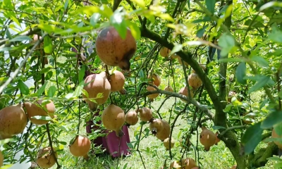 বাগানে ঝুলছে আনার। ছবি- রূপালী বাংলাদেশ