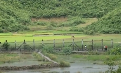 বান্দরবান সীমান্তে মাইন বিস্ফোরণে ৩ জন নিহত