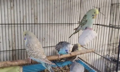 রাজধানীতে ১২তম বাজেরিগার প্রদর্শনী-২০২৫