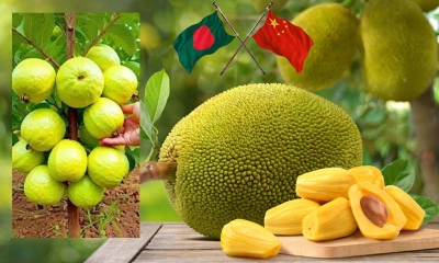 বাংলাদেশ থেকে কাঁঠাল-পেয়ারা নিতে চায় চীন